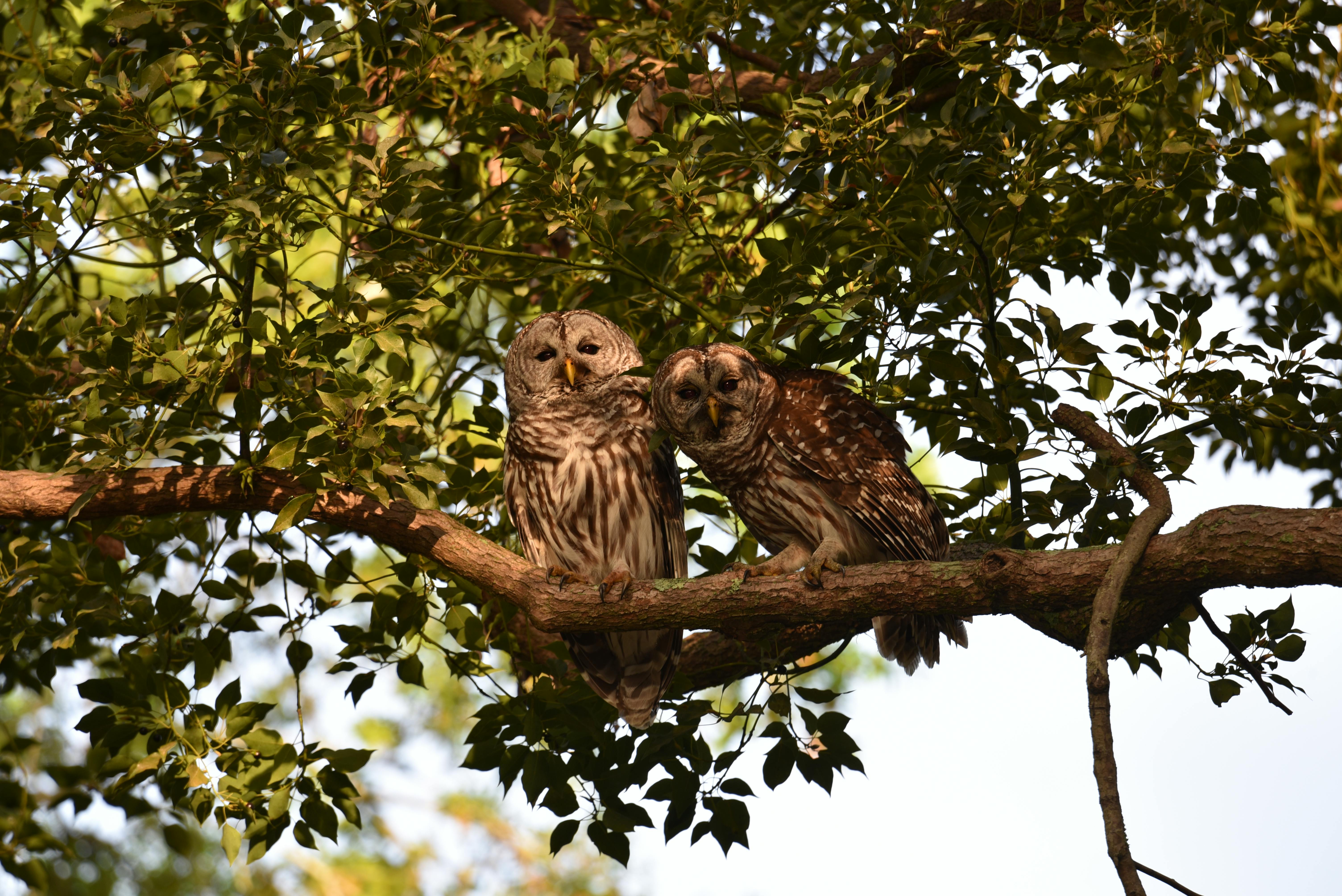 Large image of a pair of barred owls rest in the shade of a leafy deciduous tree in the afternoon light.