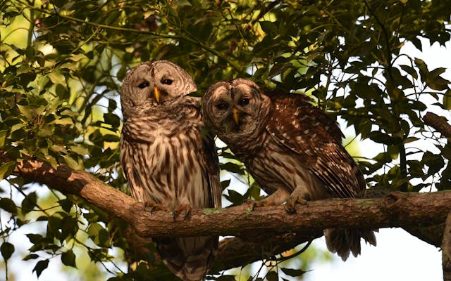 A pair of barred owls rest in the shade of a leafy deciduous tree in the afternoon light.